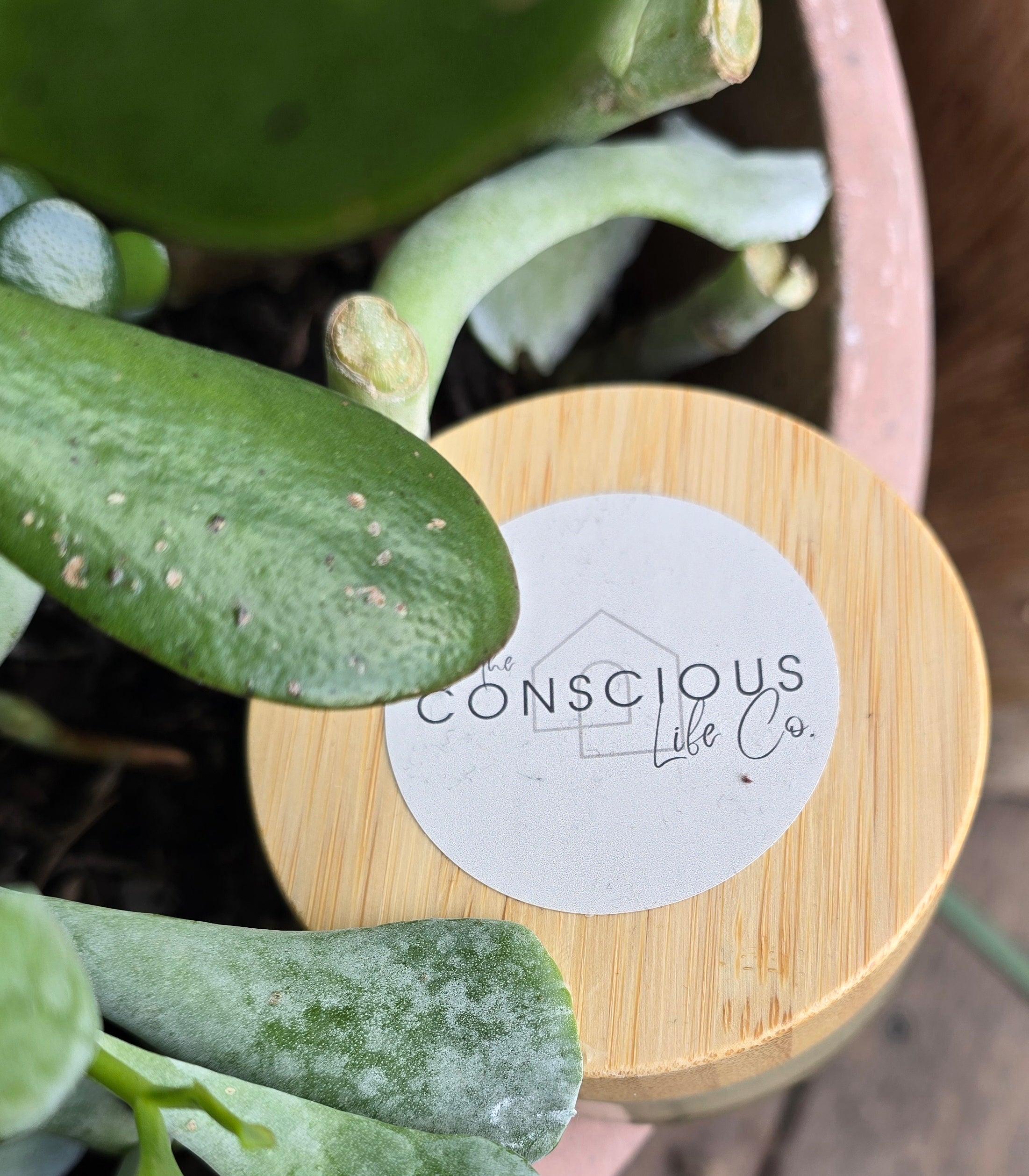 Conscious Body Balm – The Conscious Life Co